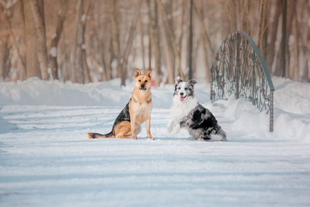 冬天的狗。 降雪。 冬季散步