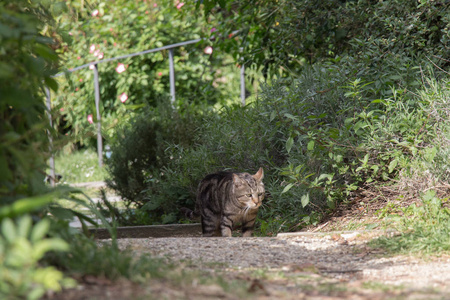 一只悲伤的猫在花园里散步的景色。