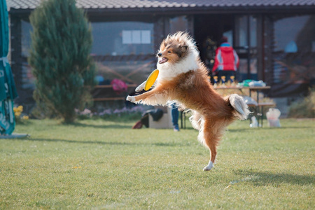 牧羊犬抓到了一个飞行盘