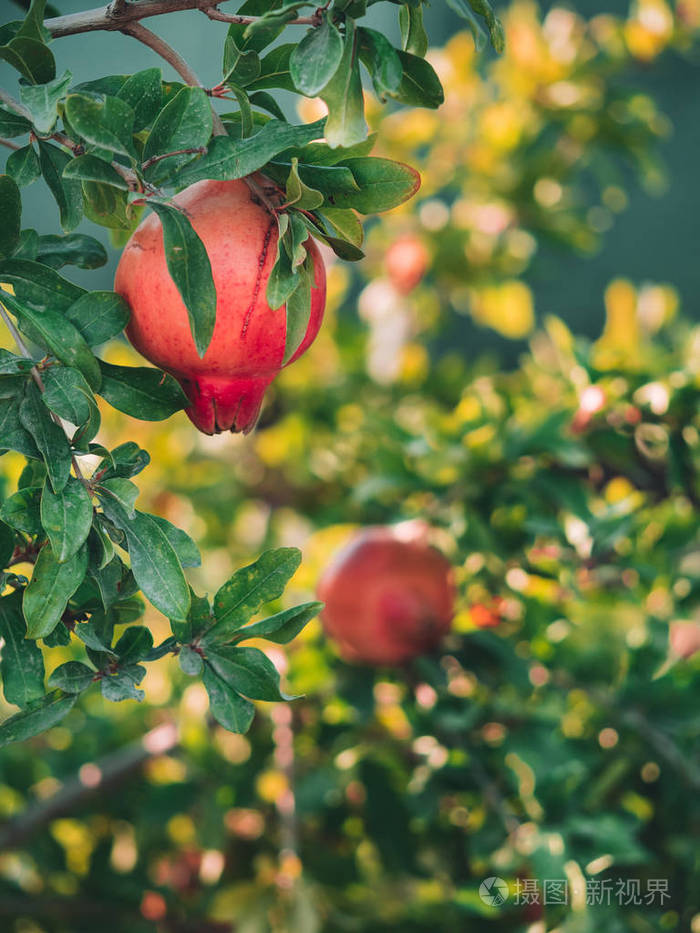 石榴树上成熟的五颜六色的石榴果实. 有机石榴在树枝上.