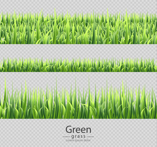 绿草集合被隔绝的向量现实。透明的背景