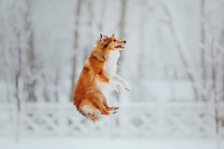 雪特兰牧羊犬在冬天。 下雪的日子。 主动狗