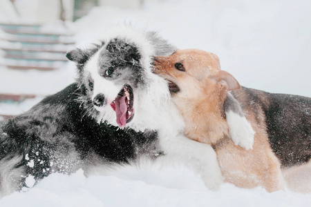 冬天的狗。 降雪。 冬季散步