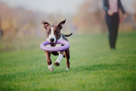 美国斯塔福德郡猎犬秋季遛