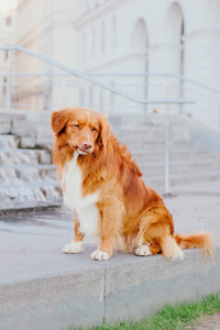 新斯科舍鸭托林猎犬