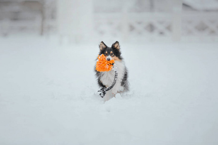 雪特兰牧羊犬在冬天。 下雪的日子。 主动狗