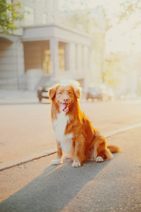 新斯科舍鸭托林猎犬