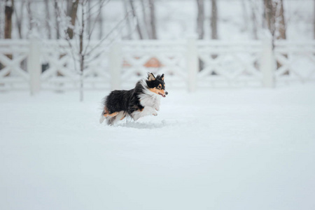 雪特兰牧羊犬在冬天。 下雪的日子。 主动狗