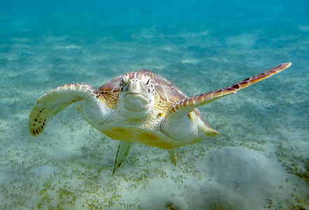 漂浮在海里的海龟的画像相似素材图片 摄图新视界