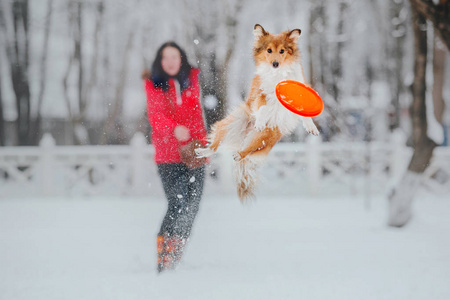 雪特兰牧羊犬在冬天。 下雪的日子。 主动狗