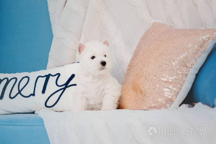西高地白色猎犬小狗在床上。 圣诞节的风景和内部