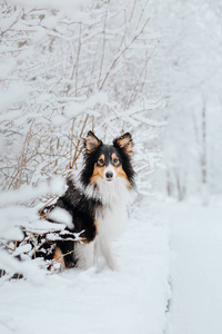 雪特兰牧羊犬在冬天。 下雪的日子。 主动狗