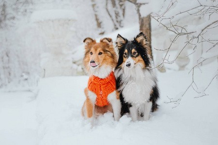 雪特兰牧羊犬在冬天。 下雪的日子。 主动狗