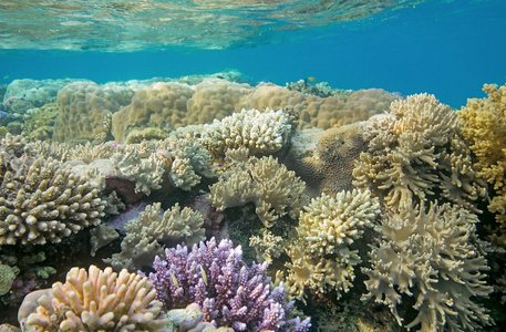 海底世界珊瑚礁图片