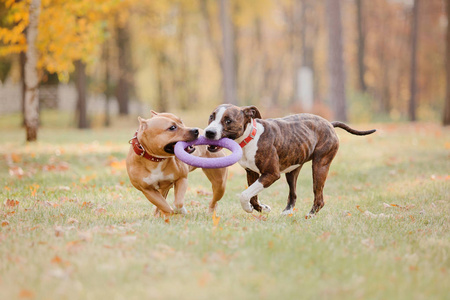 美国斯塔福德郡猎犬秋季遛