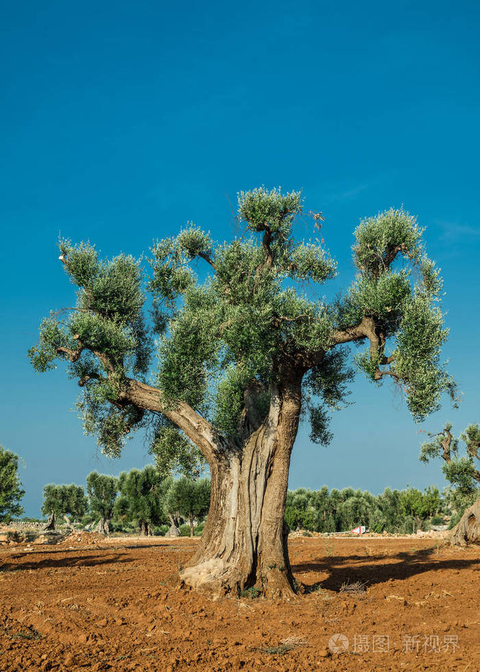 地中海橄榄种植园,前景是一棵老橄榄树.