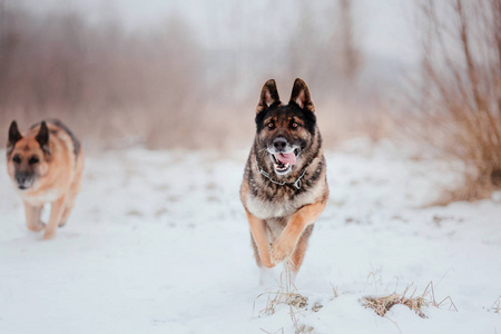 德国牧羊犬在雪地里