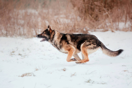 德国牧羊犬在雪地里