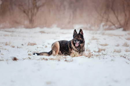 德国牧羊犬在雪地里