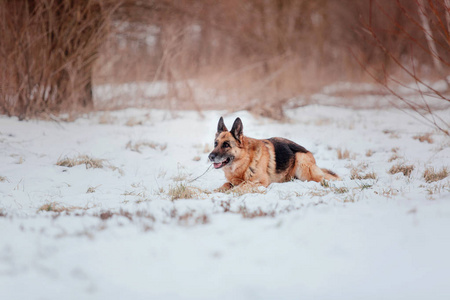 德国牧羊犬在雪地里