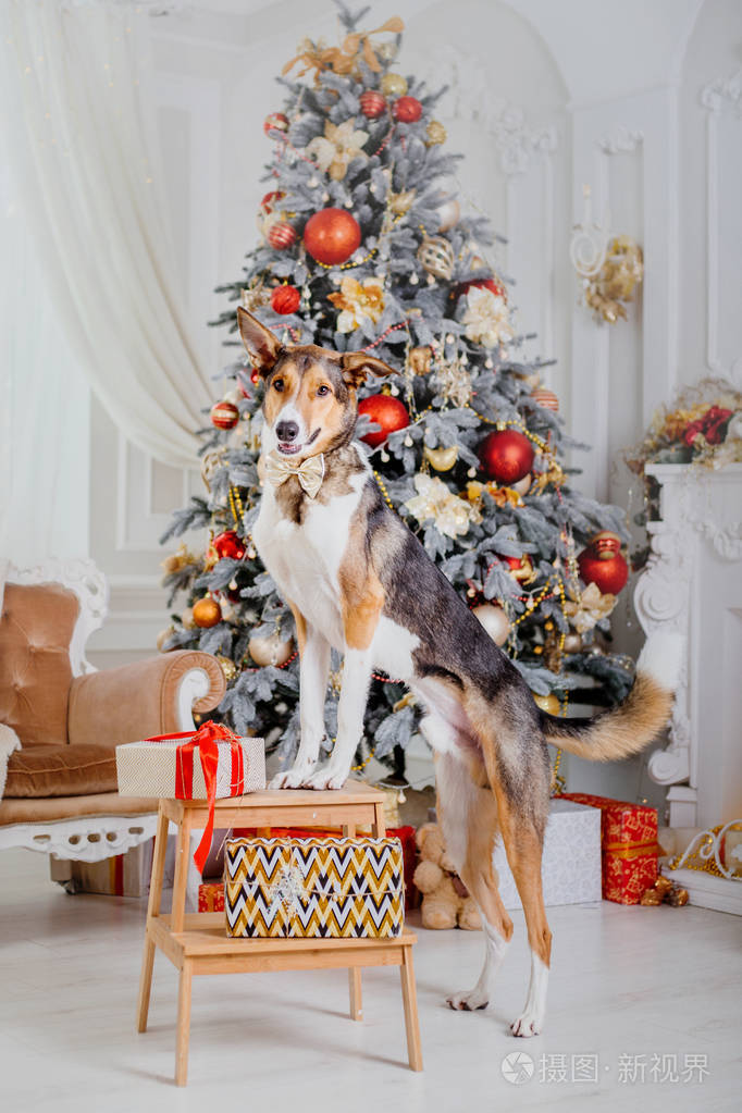 圣诞节背景上的狗。 新年礼物。 圣诞树。 冬季假期