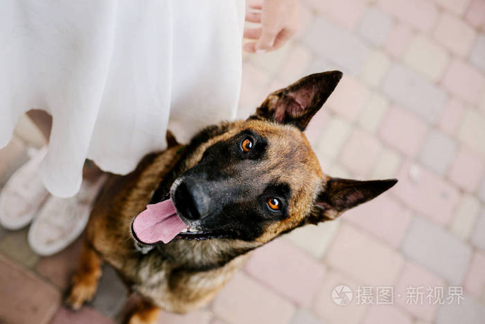 比利时牧羊犬伊利诺伊州