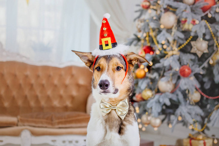 圣诞节背景上的狗。 新年礼物。 圣诞树。 冬季假期