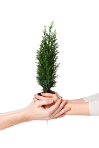 地球树苗两只手抱着一株树苗,幼嫩的植物柏苗. 双手握着年轻的树.