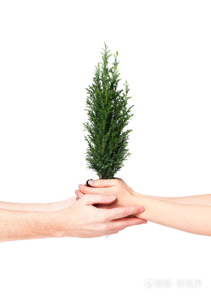 双手握着年轻的树. 地球日4月22日的概念. 拯救世界的概念.