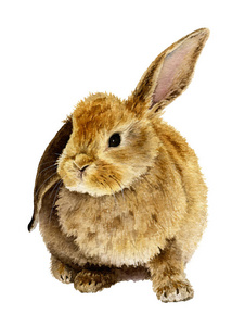 图片可爱的毛茸茸的兔子手画在水彩孤立在白色背景上
