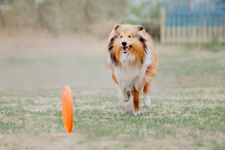 牧羊犬抓到了一个飞行盘