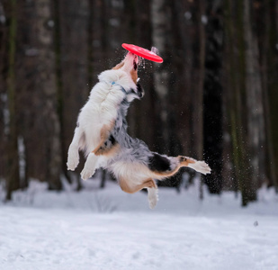 澳大利亚牧羊犬在雪地里捕捉到黄色的圆盘