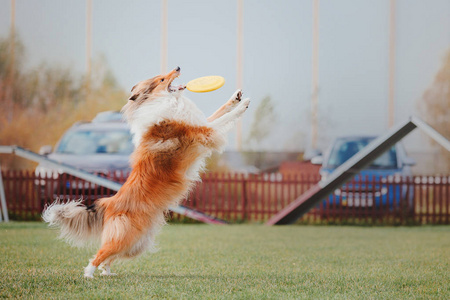 牧羊犬抓到了一个飞行盘