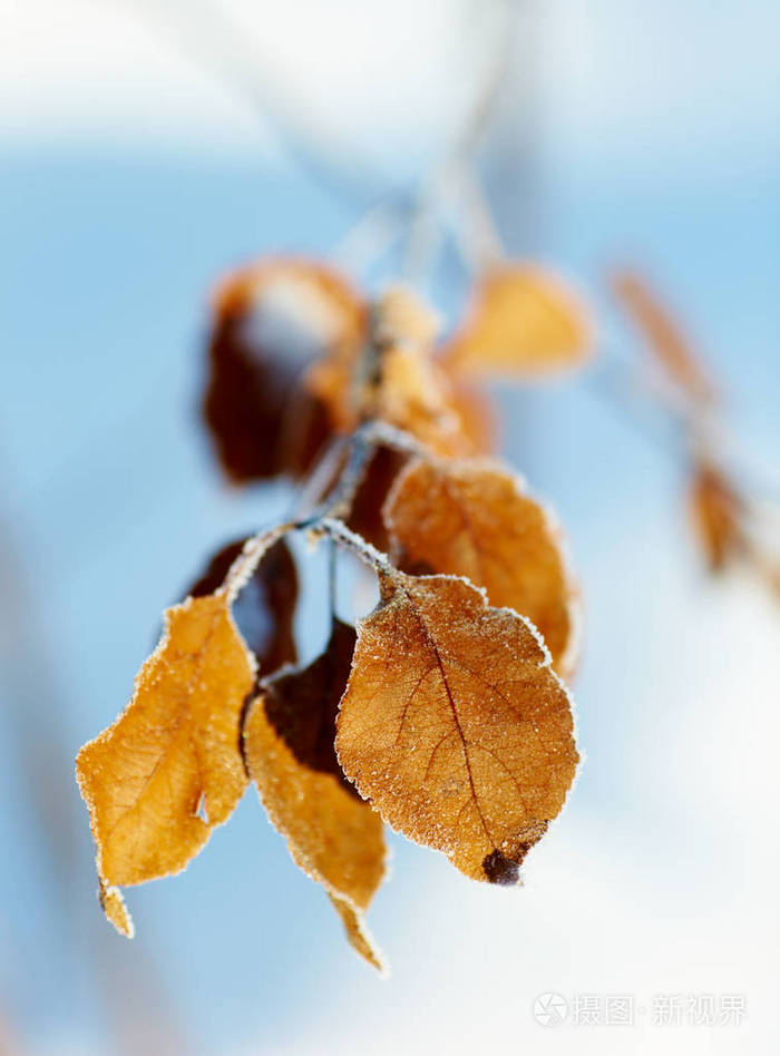 冬天的树枝薄膜下有干燥的叶子