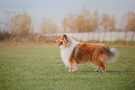 牧羊犬抓到了一个飞行盘图片