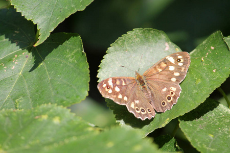 绿叶上的斑纹木蝶或白叶