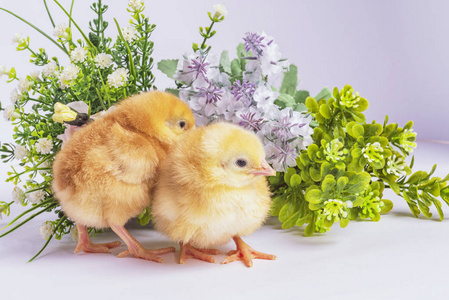 黄色的鸡和绿色的花。 新生的小鸡。