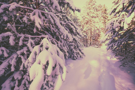 日落时的雪松林。 松枝覆盖着雪。 自然冬季背景。 冬天的自然。 圣诞背景。