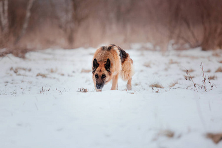 德国牧羊犬在雪地里