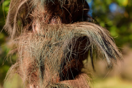 树叶毛卷曲.照片