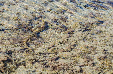 浅海鳗鱼在阳光明媚的一天里，在浅海珊瑚礁中觅食和游泳