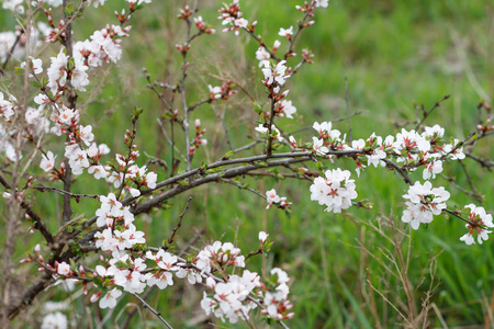 春天果园里盛开的樱桃树的枝条，背景上有绿草。