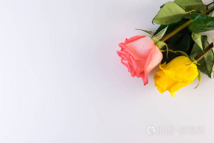 花卉系列 粉红色和黄色玫瑰花 白色背景上有绿叶 照片 正版商用图片186mvt 摄图新视界