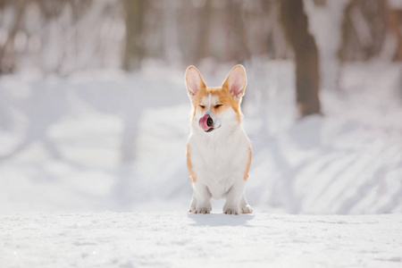 科吉狗在雪地里