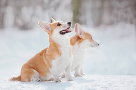 科吉狗在雪地里