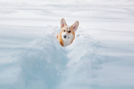 科吉狗在雪地里