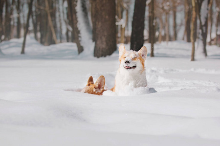 科吉狗在雪地里