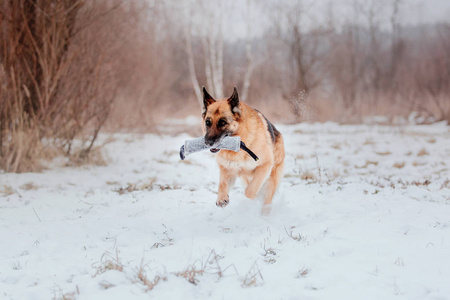 德国牧羊犬在雪地里