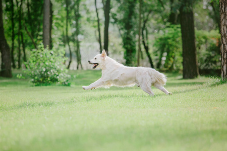 公园里的金毛猎犬