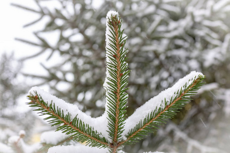 绿色云杉树枝覆盖着新鲜的白雪。 复制背景